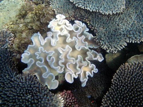 coral bleaching