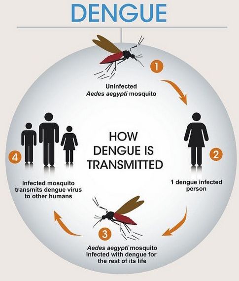 dengue disease