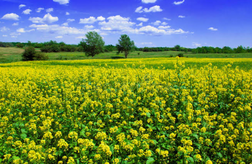 Mustard Fields Now a Tourist Attraction in Kashmir Valley