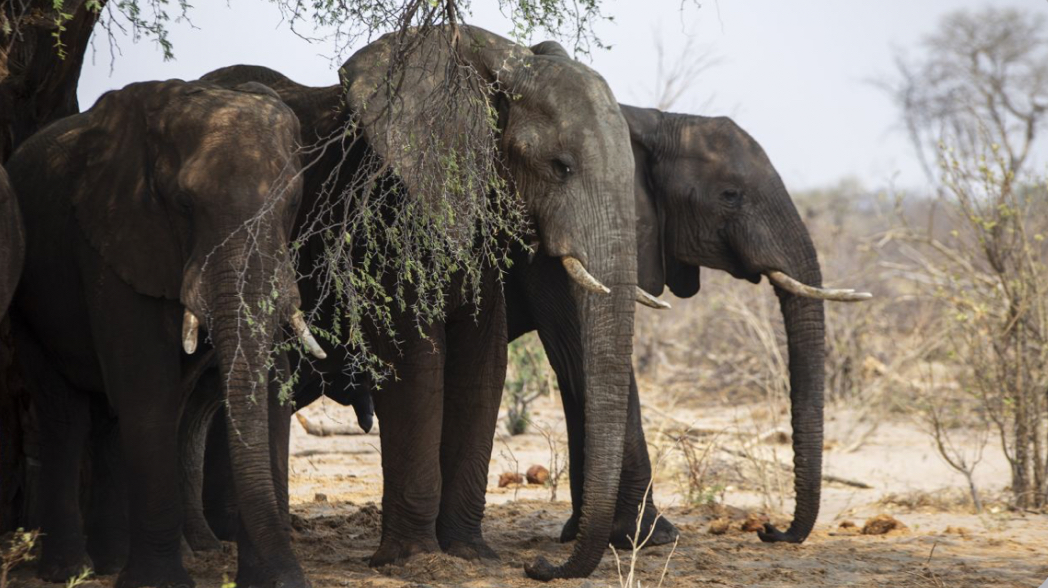 Why is Botswana Threatening Germany with Elephants? 