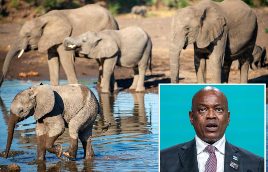 Why is Botswana Threatening Germany with Elephants? 