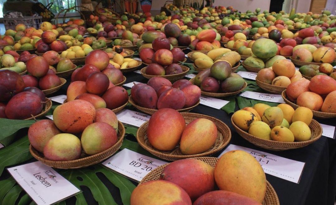 Photo varieties of mangos