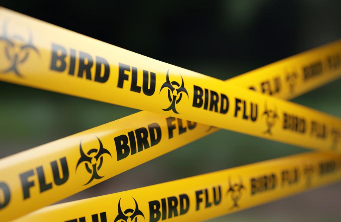 Warning Signs: Bird Flu Spreads to Humans, Sparks Pandemic Concerns