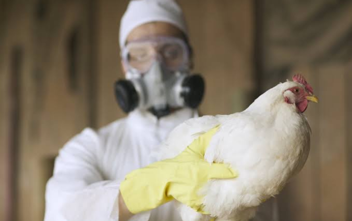 Warning Signs: Bird Flu Spreads to Humans, Sparks Pandemic Concerns