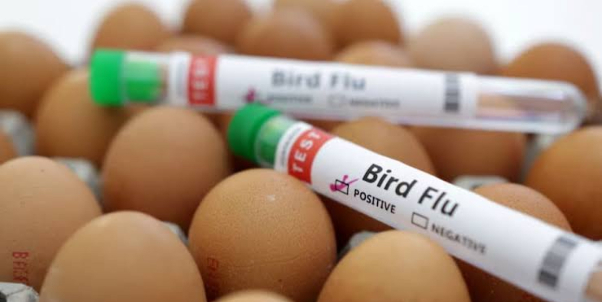 Warning Signs: Bird Flu Spreads to Humans, Sparks Pandemic Concerns