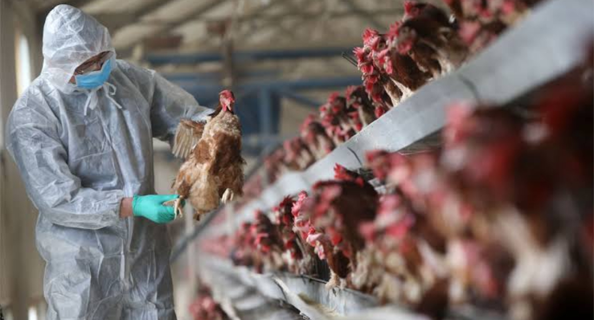 Warning Signs: Bird Flu Spreads to Humans, Sparks Pandemic Concerns
