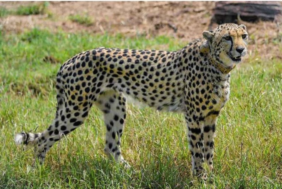 Photo PM Modi to hold meeting today as three more Cheetahs found infested with maggots 