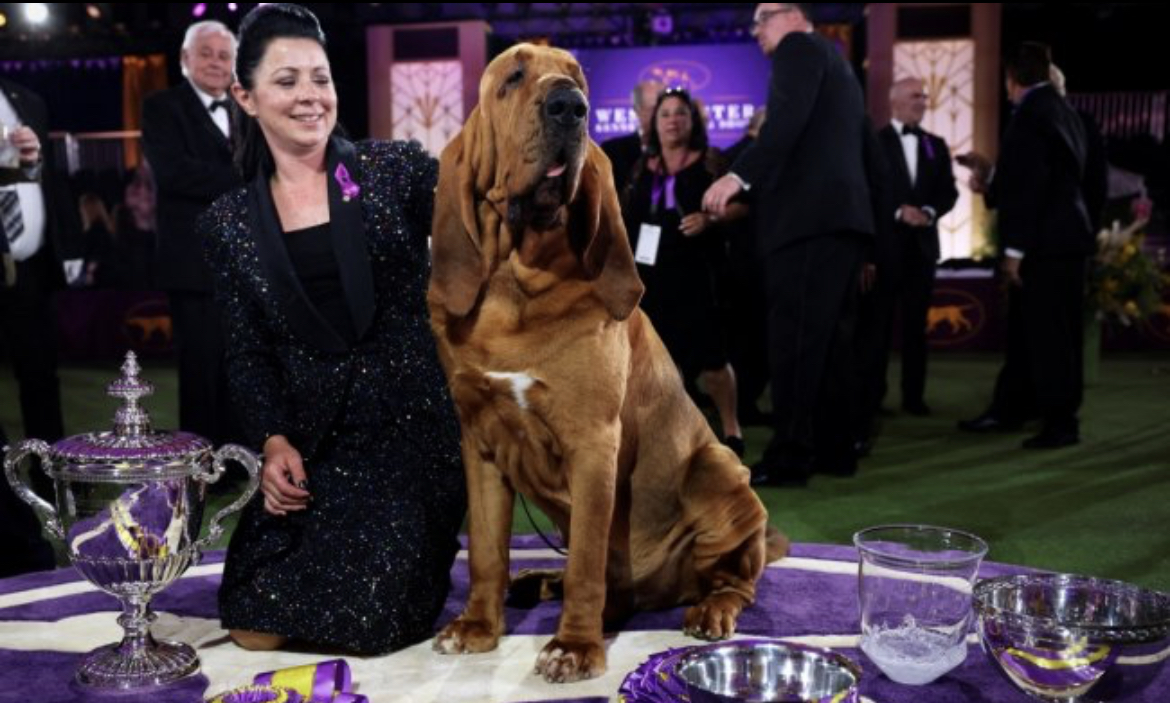 Photo Westminster Kennel Club Dog Show (United States)