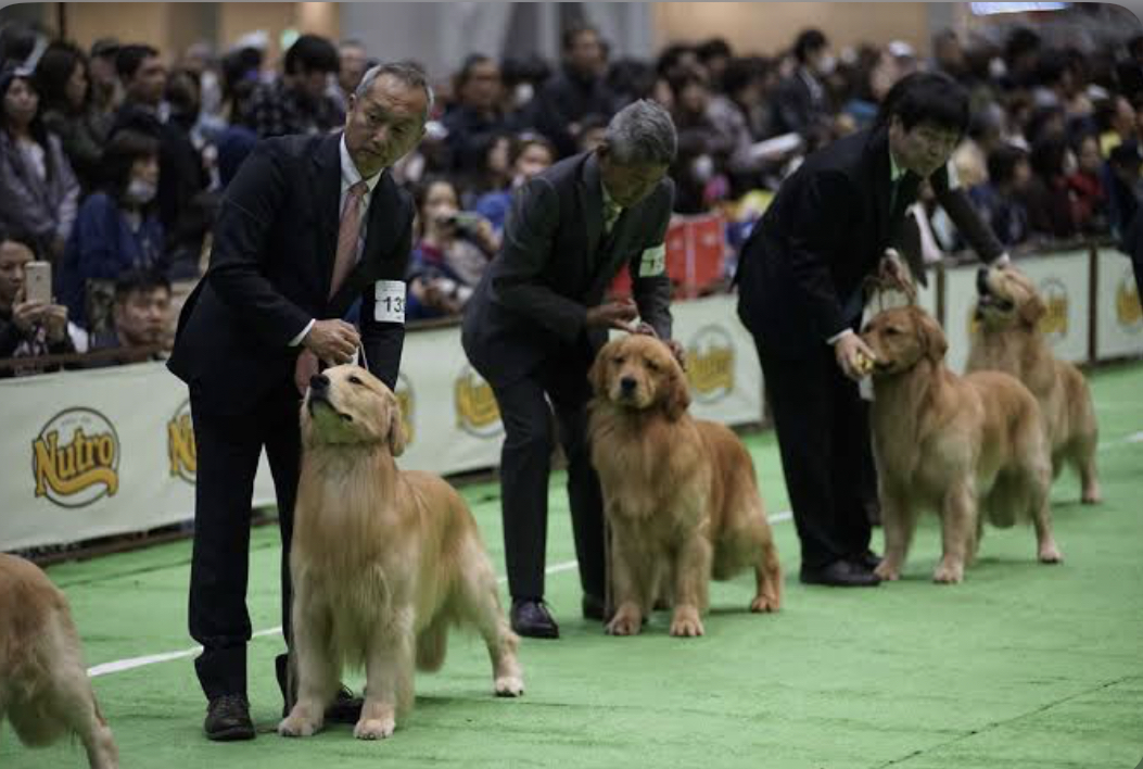 Photo Tokyo Dog Show (Japan)