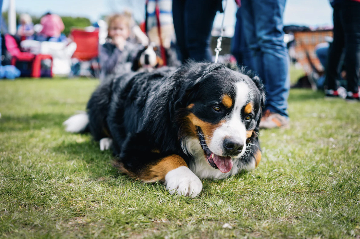 Photo World Dog Show