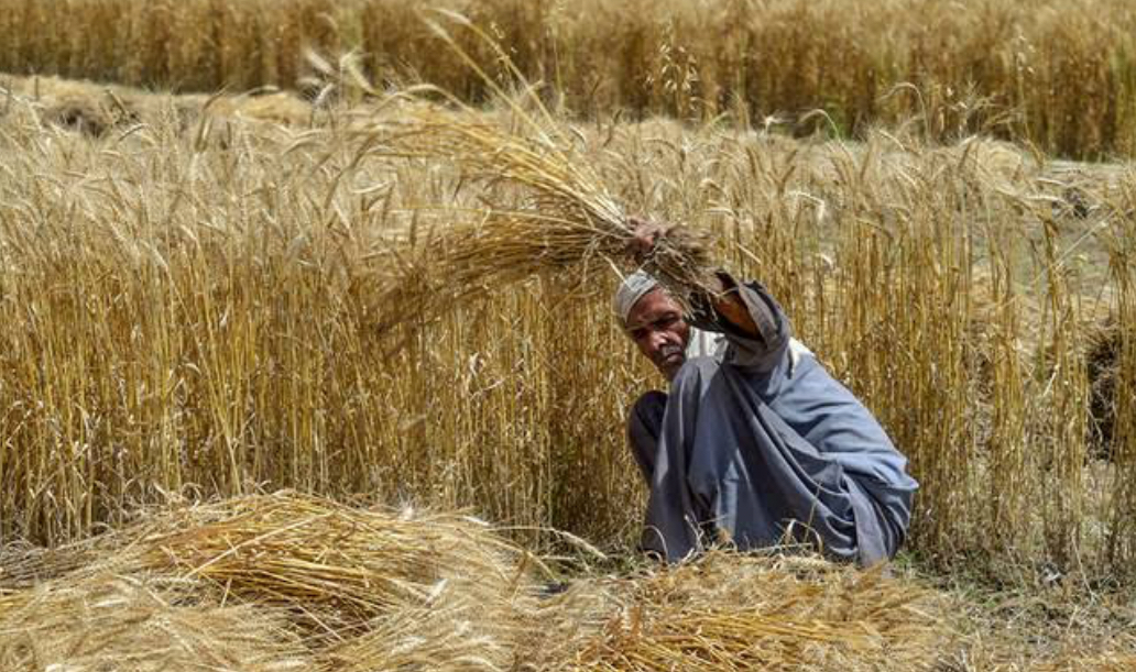 India Maintains Ban on Food Export Despite Record Wheat Output