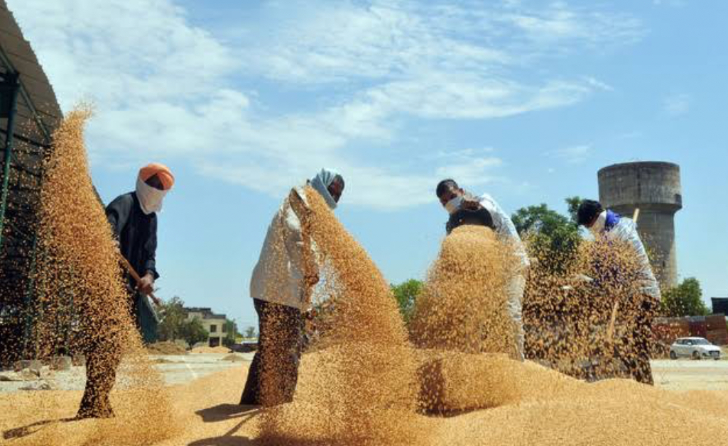 India Maintains Ban on Food Export Despite Record Wheat Output