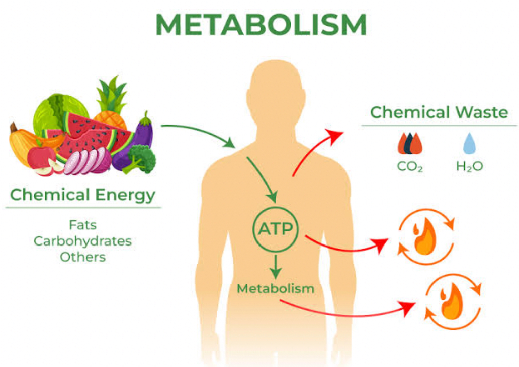 Workout Wonder: How Exercise Strengthens Immunity, Metabolism, and Energy