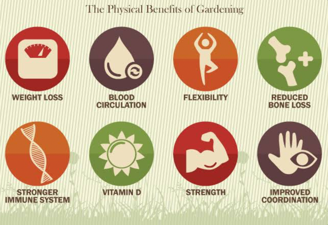 Gardening: A Healthy Hobby with Surprising Benefits!