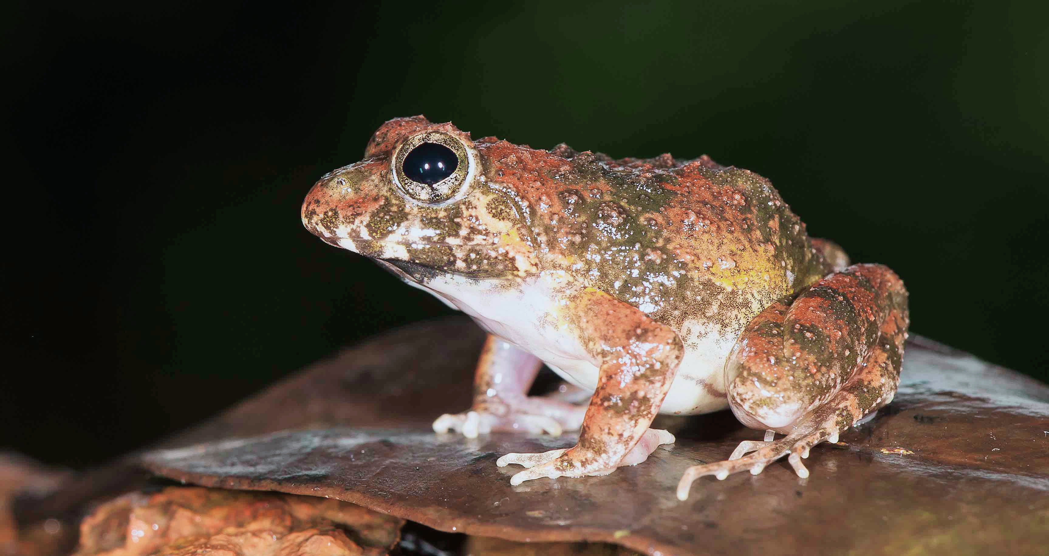 Indian Painted Frog 