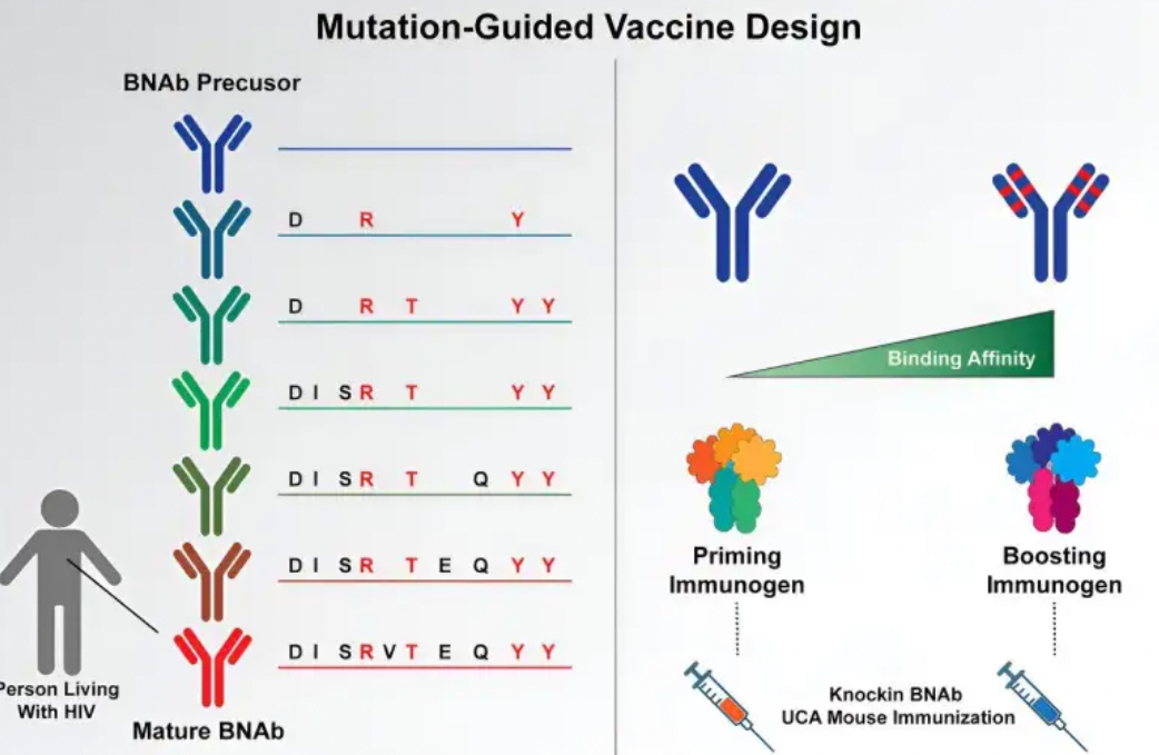 Step Forward: Early Trial Shows Promise for HIV Vaccine