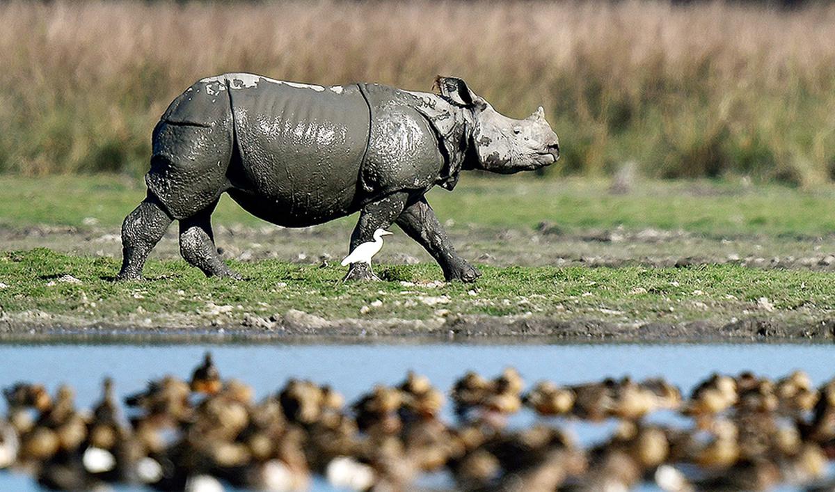 Assam Wildlife Sanctuary welcomes Rhinos after 40 years