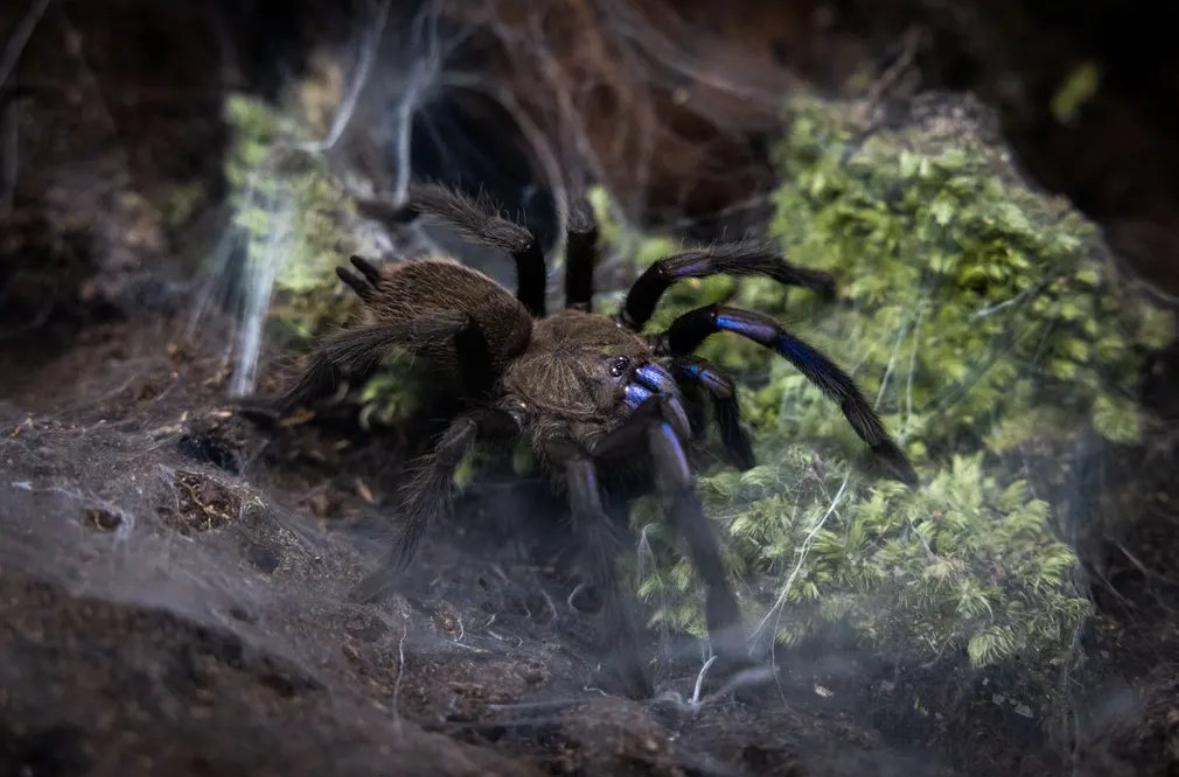 Thailand Unveils New Electric Blue Tarantula Species