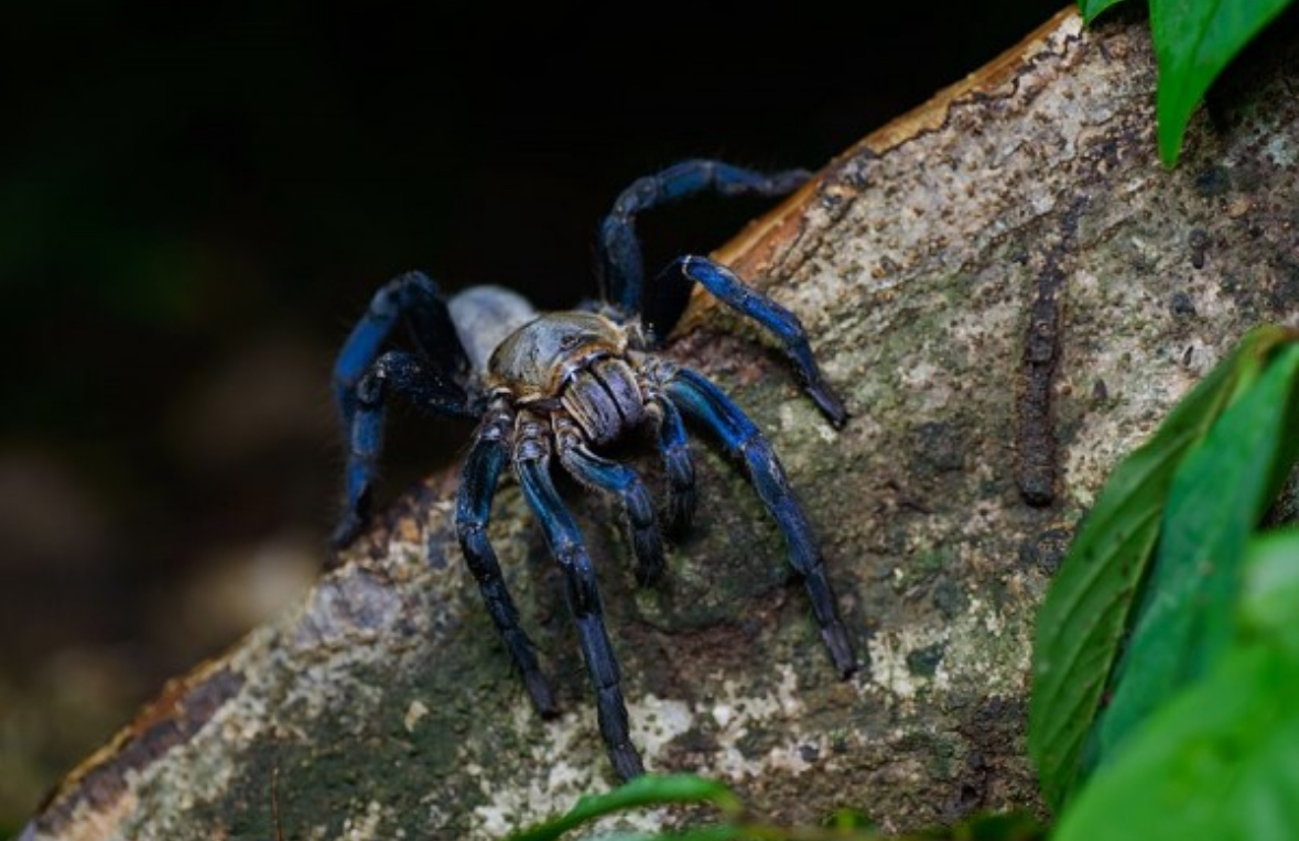 Thailand Unveils New Electric Blue Tarantula Species