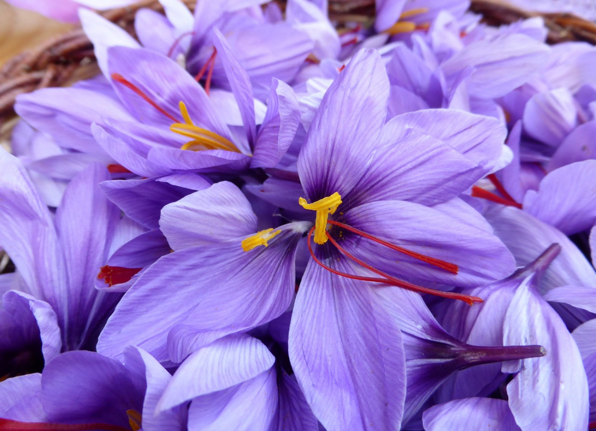 Kashmir: Boom saffron crop after decade, farmers happy