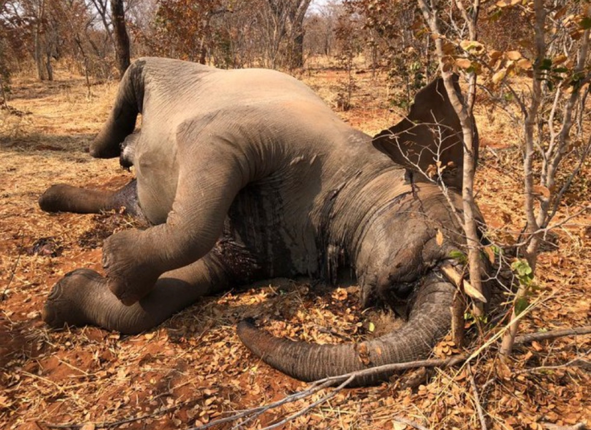 In Zimbabwe, more than 160 elephants perished as a result of climate change