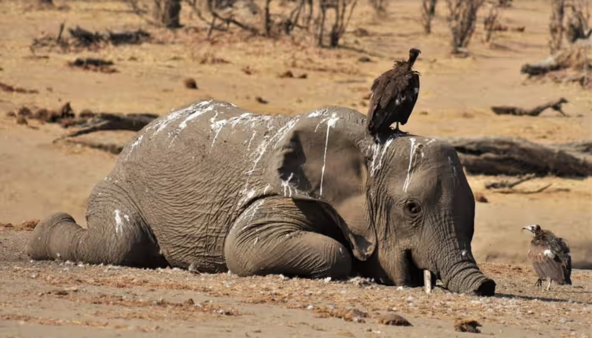 In Zimbabwe, more than 160 elephants perished as a result of climate change