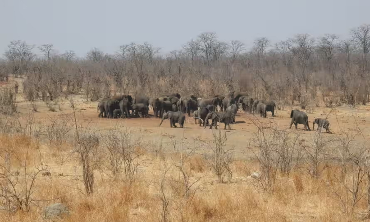 In Zimbabwe, more than 160 elephants perished as a result of climate change