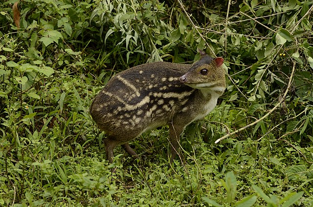 photo: mouse deer