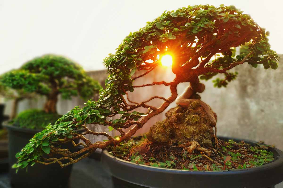 bonsai trees