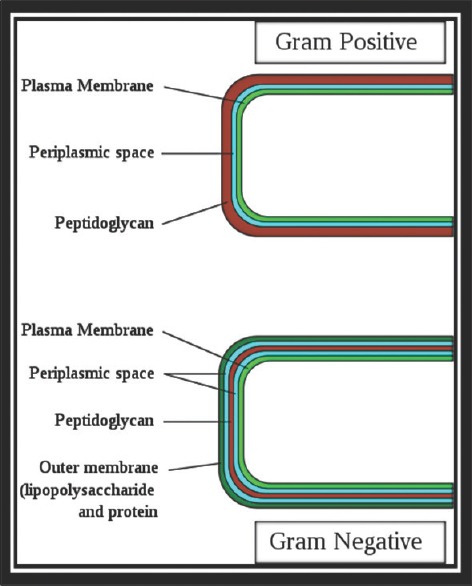 Action and resistance mechanisms of antibiotics