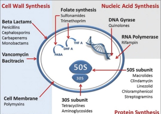 Action and resistance mechanisms of antibiotics