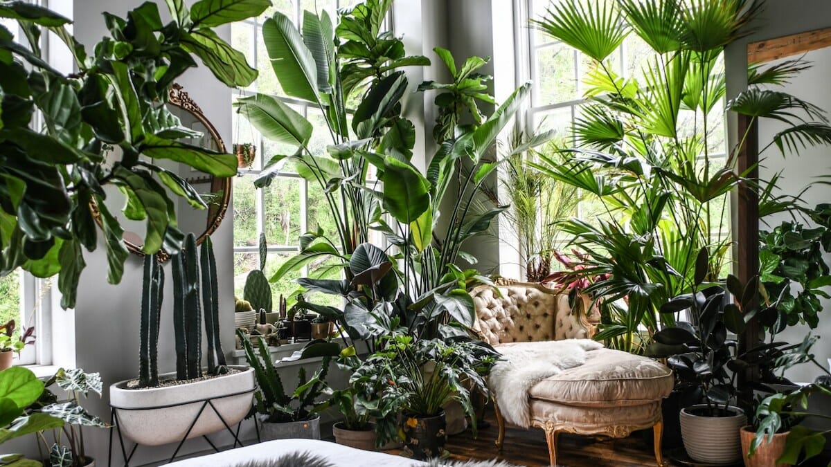 best indoor plants for indian climate