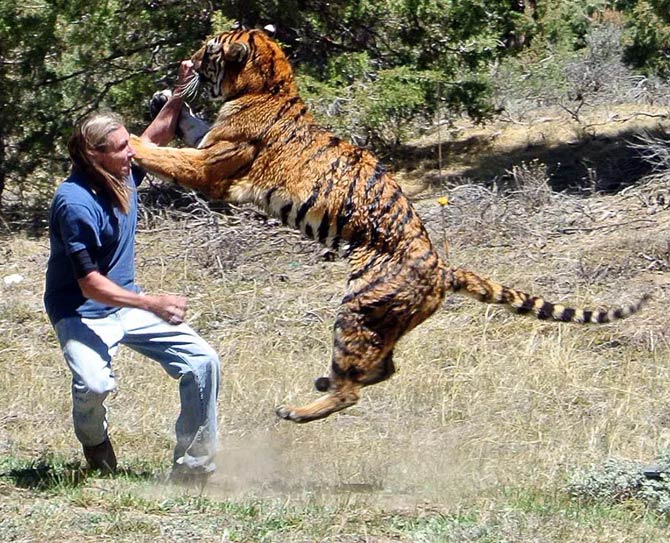 Man-Eating Behavior of tiger