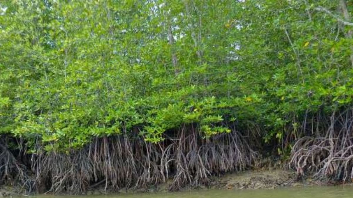 Mumbai mangroves