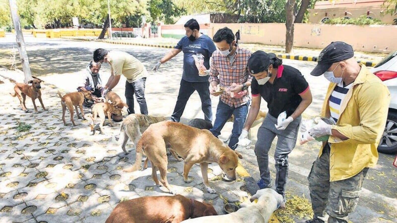 Supreme Court orders removal of stray dogs in Delhi