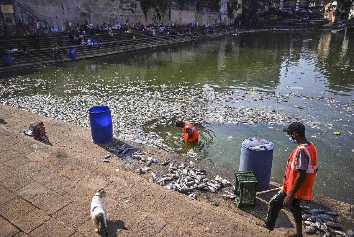 Banganga Tank Fish Deaths