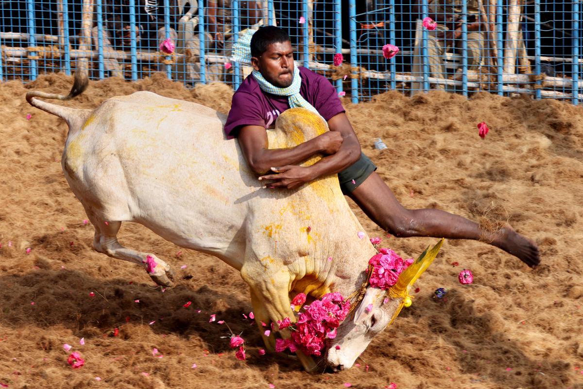 animal cruelty