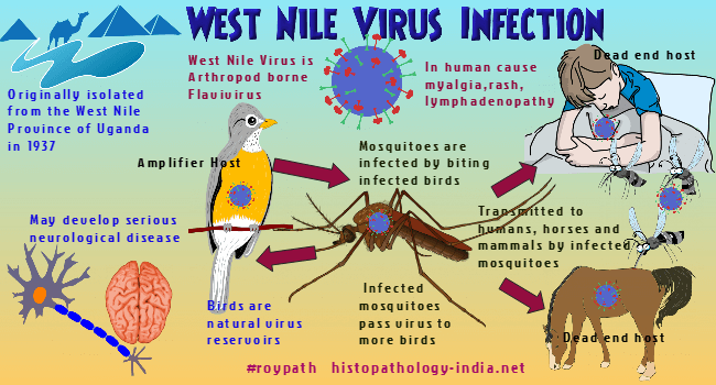 west nile fever