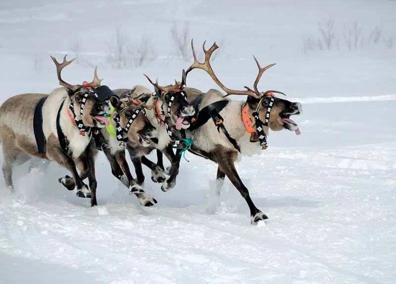 Reindeer in Finland