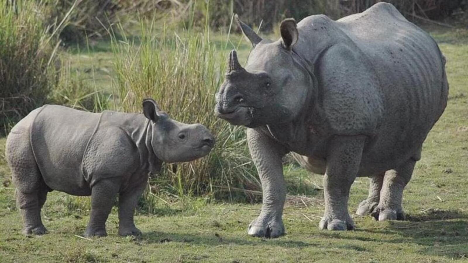 Assam Wildlife Sanctuary welcomes Rhinos after 40 years