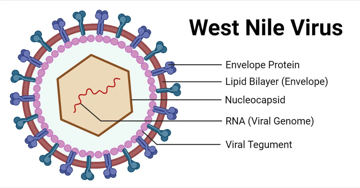 west nile fever