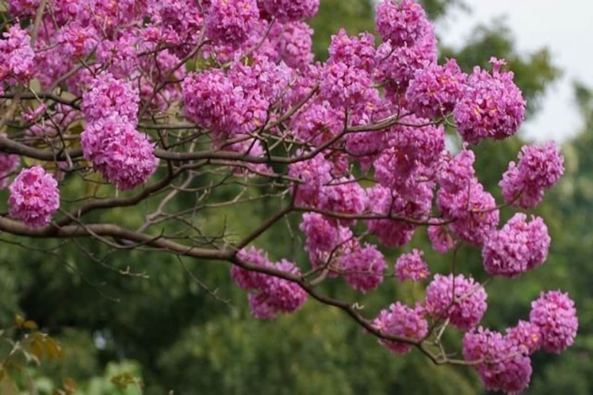 Pink Trumpet Flower