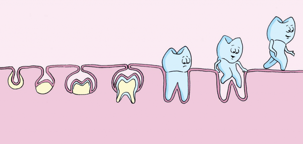 Teeth Development