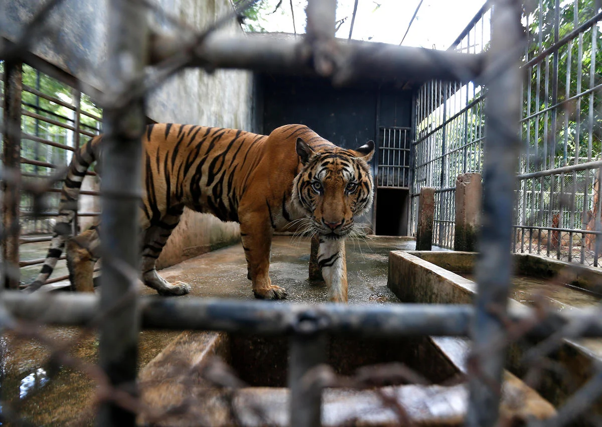 Capture and Relocation of tiger