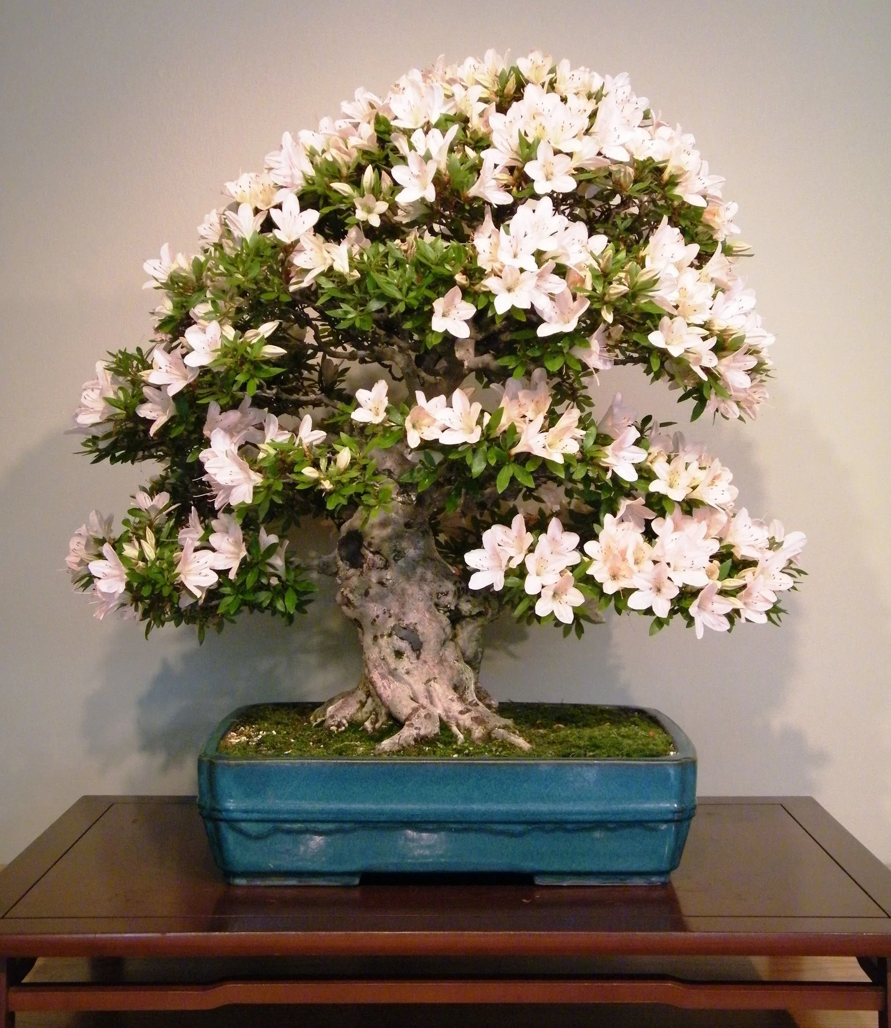 bonsai trees