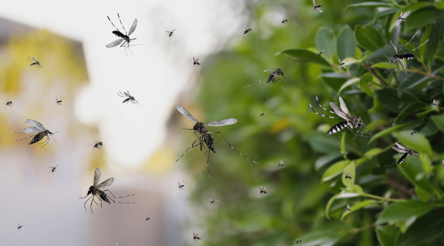 Dengue Surge in Ludhiana: 44 Cases in 6 Days – Here’s How to Stay Safe