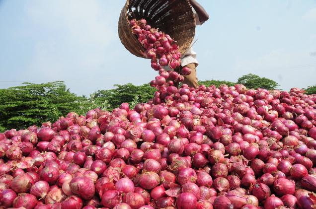 India the largest producer of onions