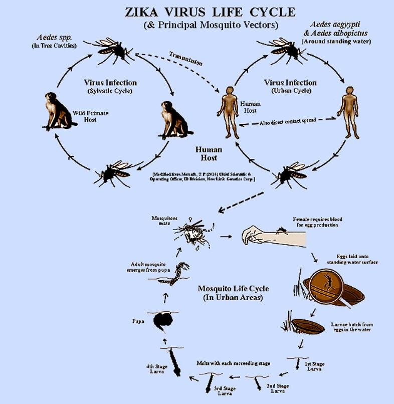 zika virus life cycle