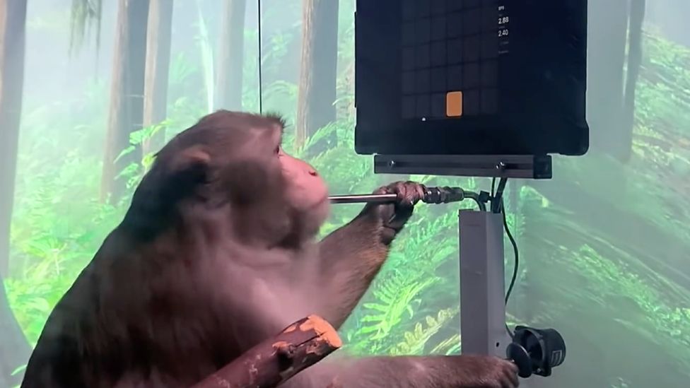 monkey playing a video game