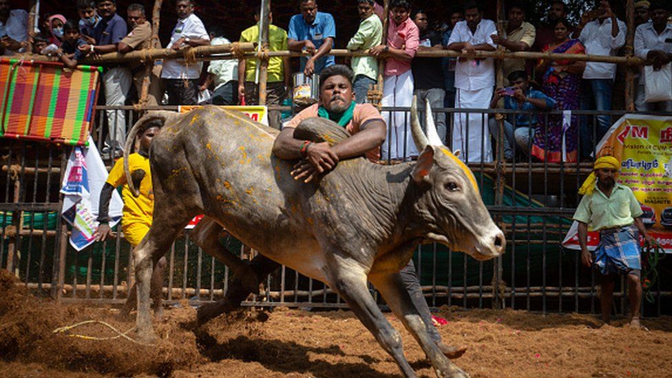 jallikattu - bbc